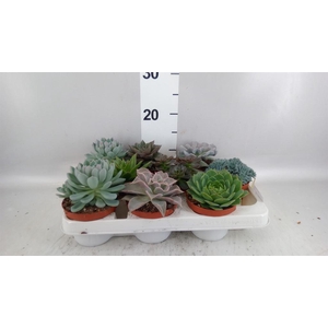 Echeveria   ...mix