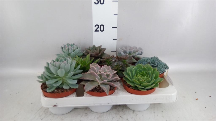 <h4>Echeveria   ...mix</h4>