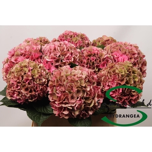 Hydrangea glowing alps pink