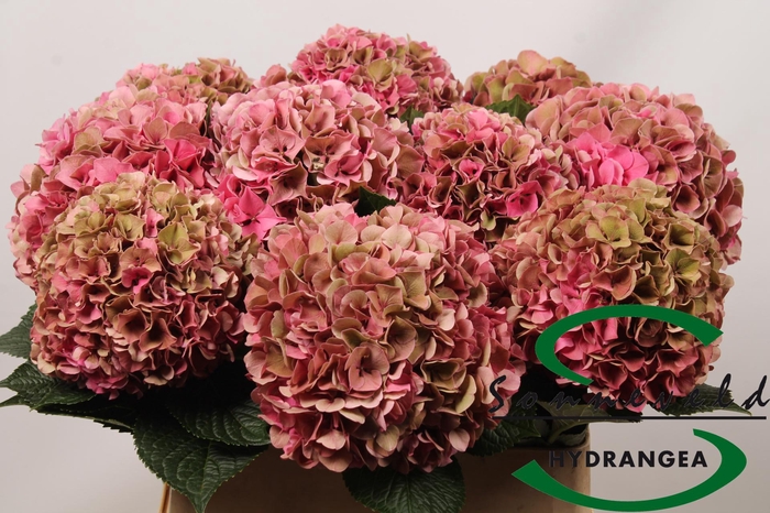 <h4>Hydrangea glowing alps pink</h4>