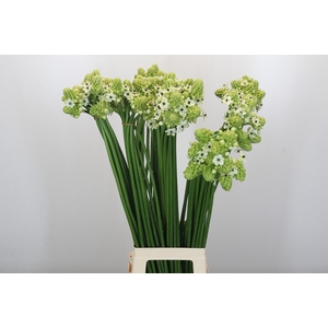 Ornithogalum Saundersiae