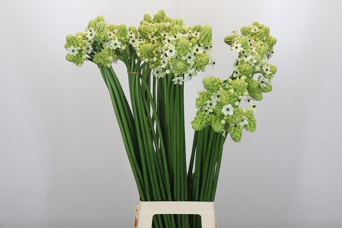 <h4>Ornithogalum Saundersiae</h4>