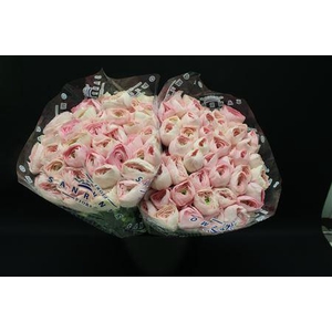 RANUNCULUS CLONI X PINK