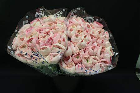 <h4>RANUNCULUS PINK HANOI</h4>