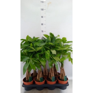 Pachira aquatica