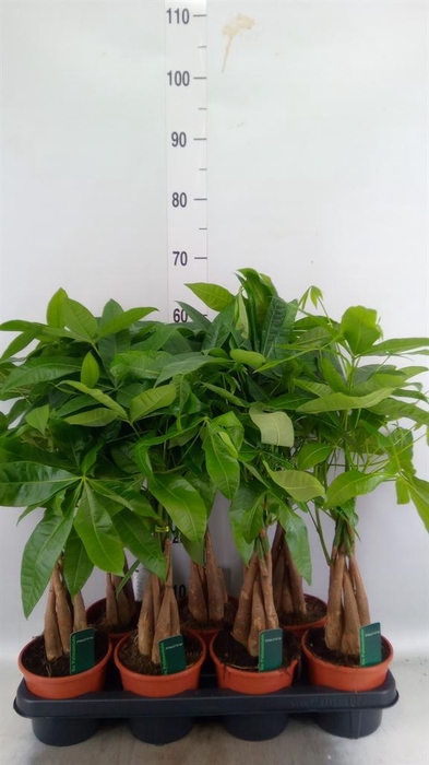 <h4>Pachira aquatica</h4>