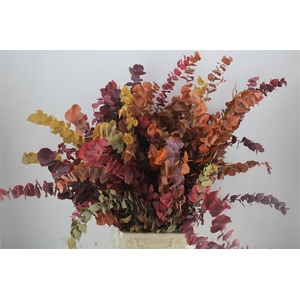 Pres Euca Stuartiana Autumn P Bunch