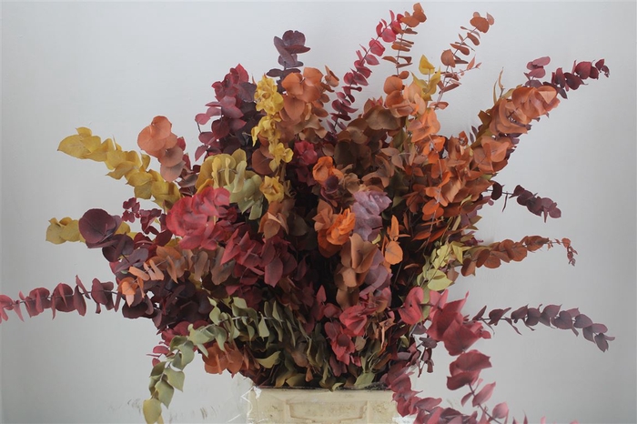 <h4>Pres Euca Stuartiana Autumn P Bunch</h4>