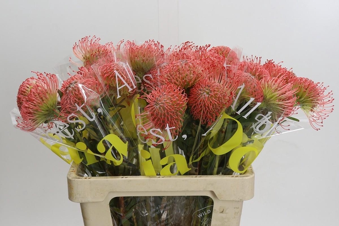 <h4>Nutans Ayoba Pink</h4>