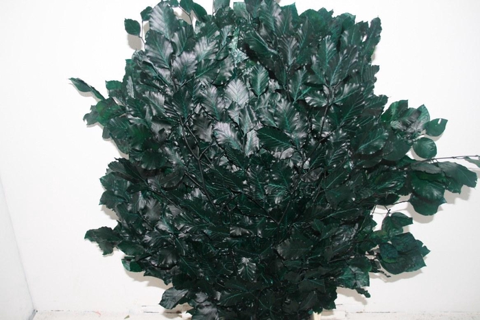 <h4>Pres Beuk Green P Bunch</h4>