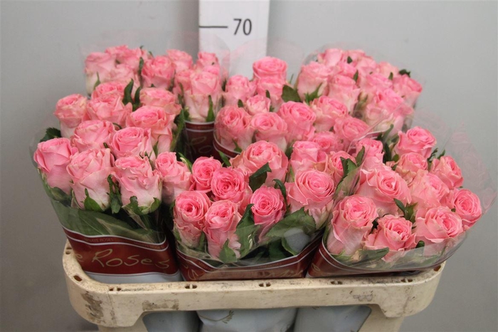 <h4>R Gr Seductive</h4>