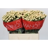 Hypericum Cool Romance
