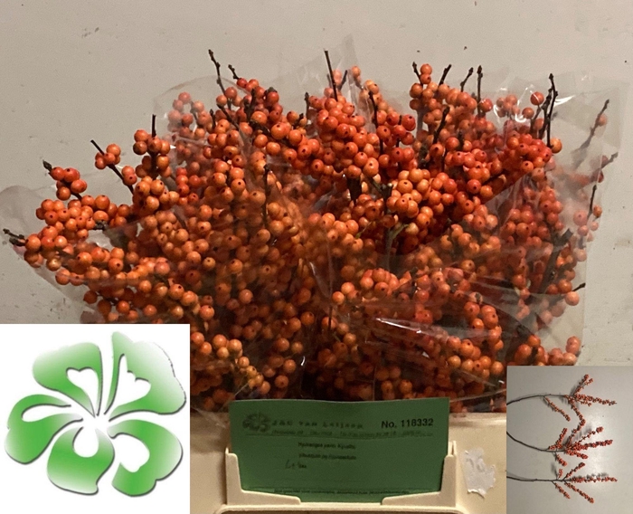 <h4>ILEX VE WINTER GOLD</h4>