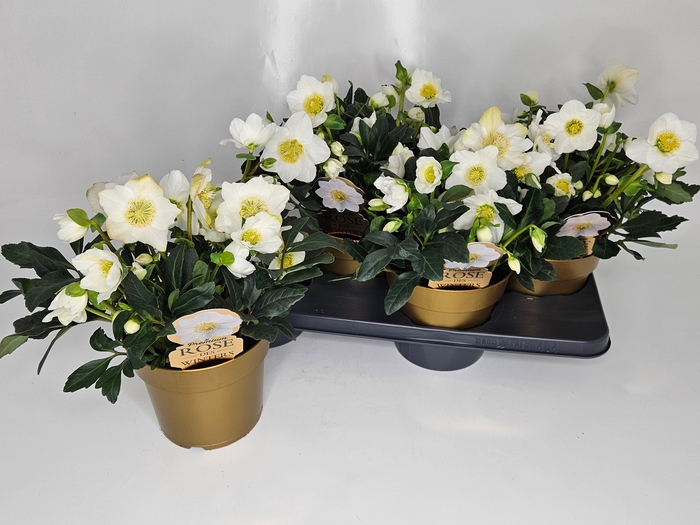 <h4>HELL NI HGC WINTERGO</h4>