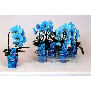 PHAL OV