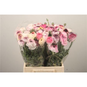 Ran El. White Stripes Ex