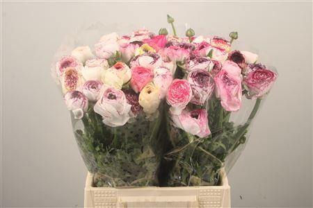 <h4>Ran El. White Stripes Ex</h4>