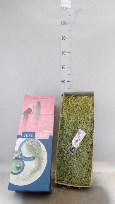 <h4>Tillandsia usneoides</h4>