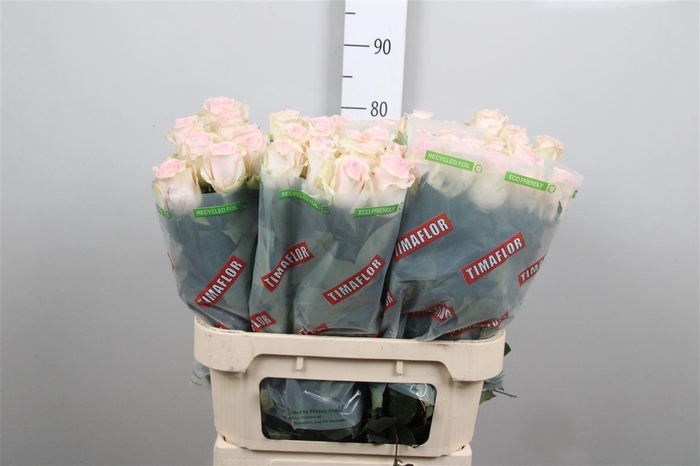 <h4>R Gr Revival Sweet</h4>