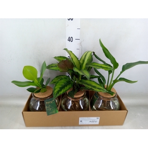 Planten  ..mix
