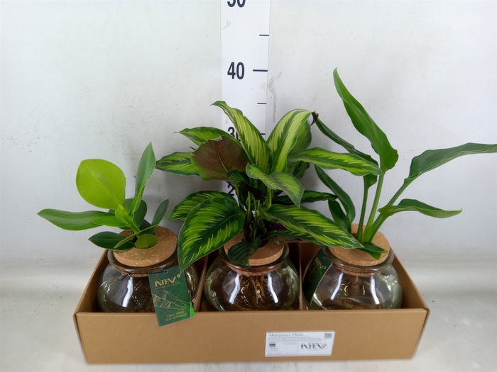 <h4>Planten  ..mix</h4>