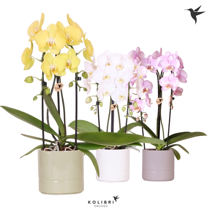 <h4>Kolibri Orchids Phalaenopsis Cascade Niagara Fall mix 2 spike in Pastel pot mix</h4>