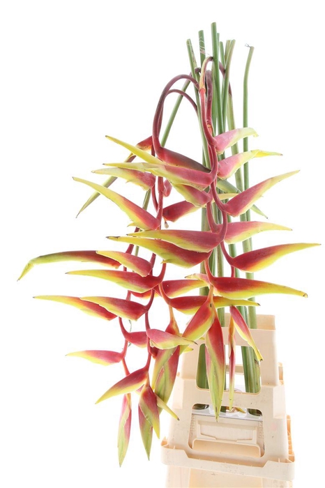 <h4>Hel Sexy Red Sg</h4>