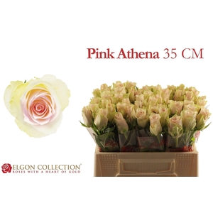 R GR PINK ATHENA