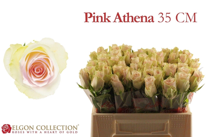 <h4>R GR PINK ATHENA</h4>