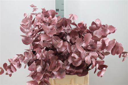 Euca Cinerea Klb. Metallic Red X5 300 Gram