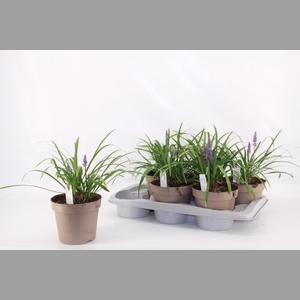 LIRIOP MUSCARI