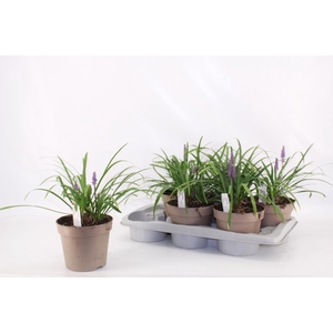 LIRIOP MUSCARI