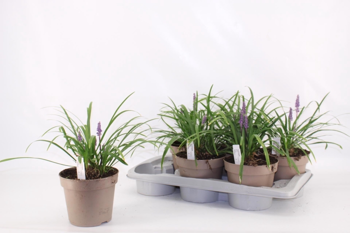 <h4>LIRIOP MUSCARI</h4>