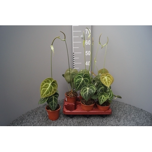 ANTHU CLARINERVIUM