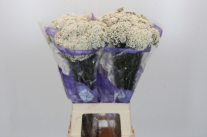 <h4>Ozothamnus Cooks Snow White</h4>