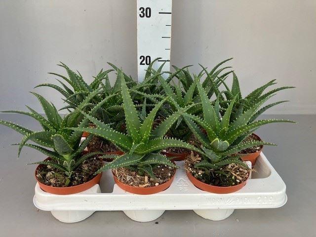 <h4>Aloe arborescens</h4>