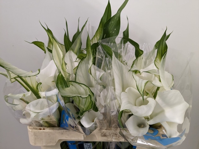 <h4>Calla White Mambo | Dubbelbloemig</h4>