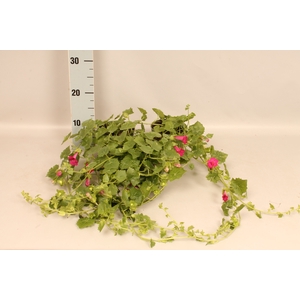 Lophospermum arubescens Lofos Compact Pink