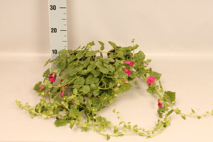 <h4>Lophospermum arubescens Lofos Compact Pink</h4>