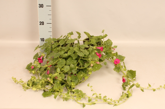 <h4>Lophospermum arubescens Lofos Compact Pink</h4>