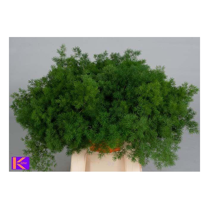 <h4>ASP UMBELLATUS</h4>