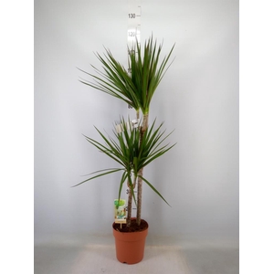 Dracaena marg.
