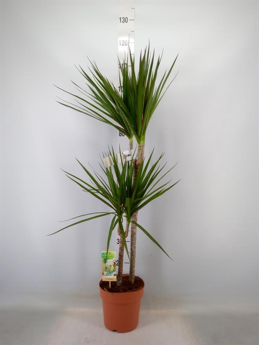 <h4>Dracaena marg.</h4>