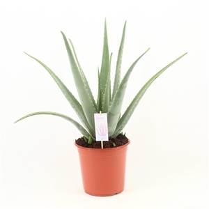 Aloe Vera P24