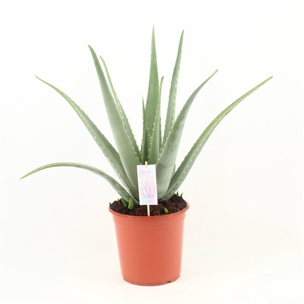 <h4>Aloe Vera P24</h4>