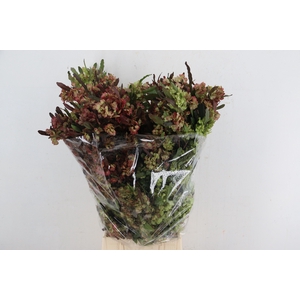 DODONAEA VISCOSA OV