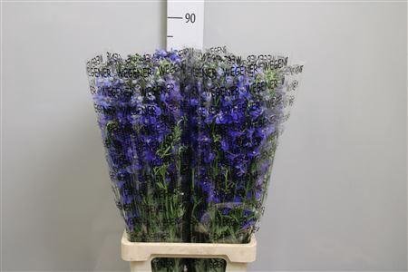 <h4>Delph En Donna</h4>