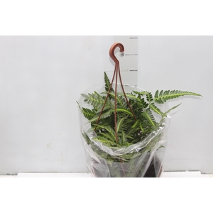 RUMOHRA ADIANTIFORMIS VARIEGATA C21
