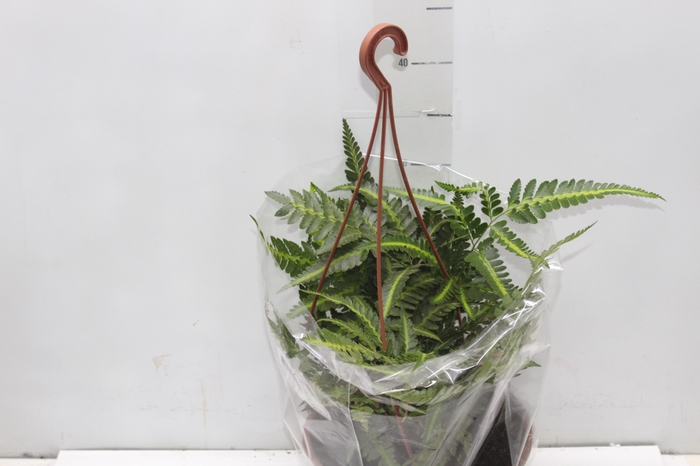 <h4>RUMOHRA ADIANTIFORMIS VARIEGATA C21</h4>