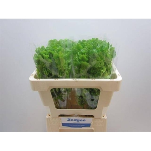 Moluccella Stuk